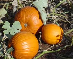 Pumpkin use after the pumpkin patch