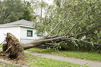 Fallen tree after a storm