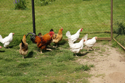 Get junk hauling so you can build a chicken coop