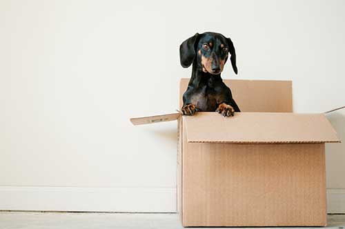 Puppy sitting in a cardboard box